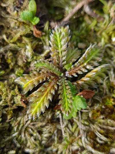 Leptinella calcarea, photographed by gnapp