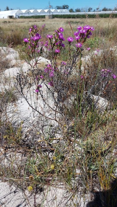 Ruschia tecta, photographed by Jacques van der Merwe