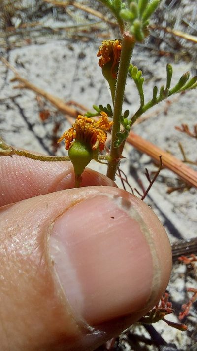 Steirodiscus speciosus, photographed by Jacques van der Merwe