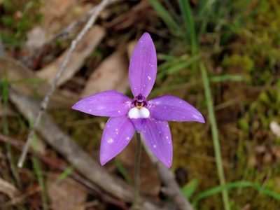 Caladenia major, photographed by Elspeth Swan