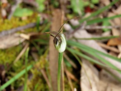 Pterostylis pedunculata, photographed by Elspeth Swan