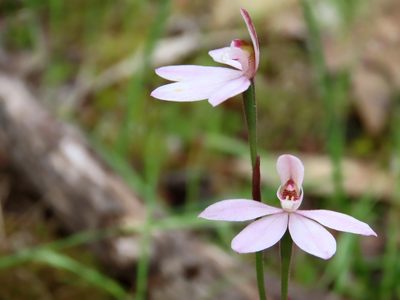 Caladenia carnea, photographed by Elspeth Swan
