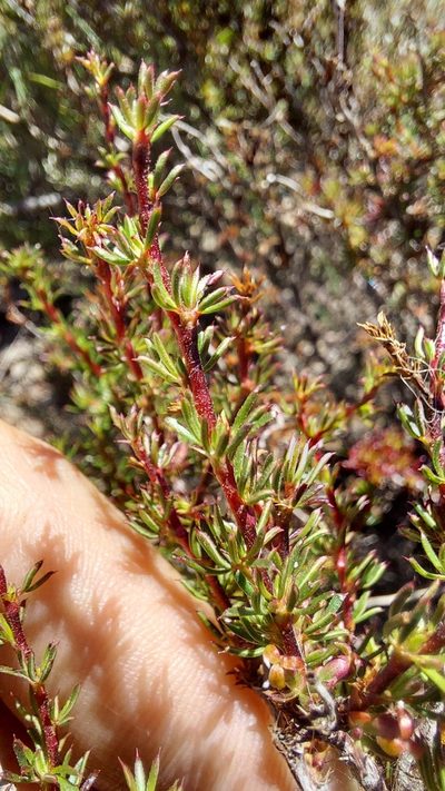 Cliffortia acockii, photographed by Jacques van der Merwe