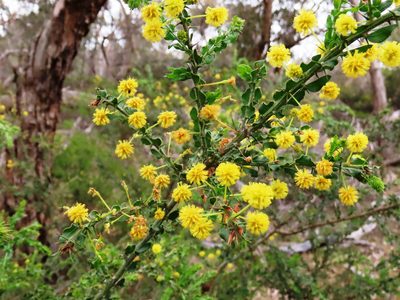 Acacia paradoxa, photographed by Elspeth Swan