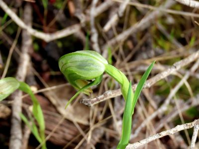Pterostylis nutans, photographed by Elspeth Swan