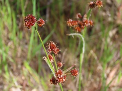 Luzula meridionalis, photographed by Elspeth Swan