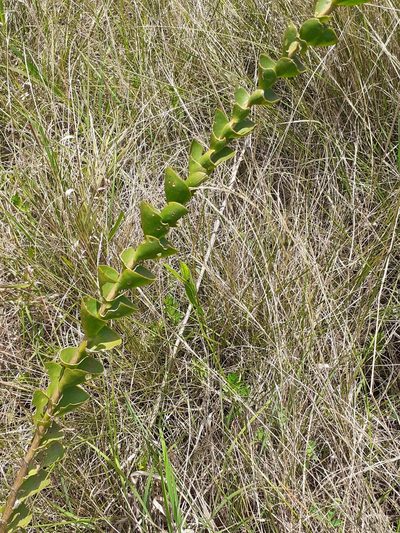 Lopholaena segmentata, photographed by grabbarg