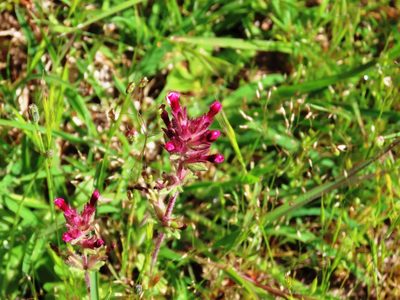 Parentucellia latifolia, photographed by Elspeth Swan