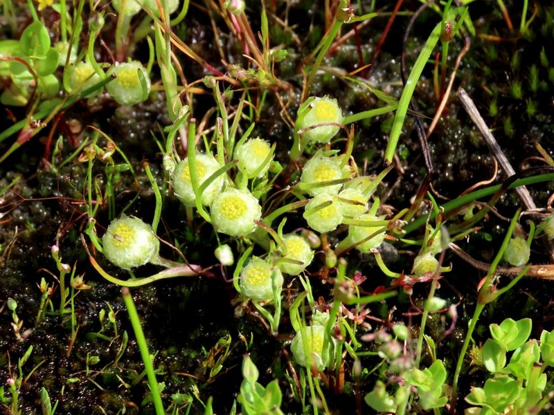 Myriocephalus rhizocephalus, photographed by Elspeth Swan