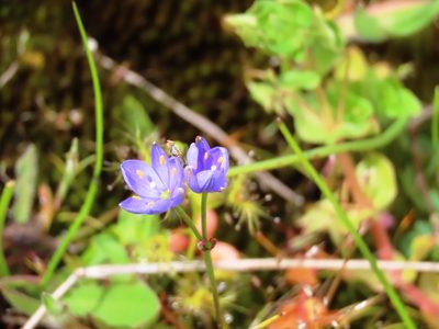 Chamaescilla corymbosa, photographed by Elspeth Swan