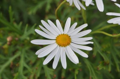 Argyranthemum frutescens, photographed by Tony Wills