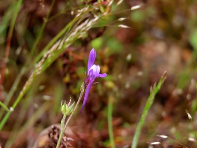 Linaria pelisseriana, photographed by Elspeth Swan