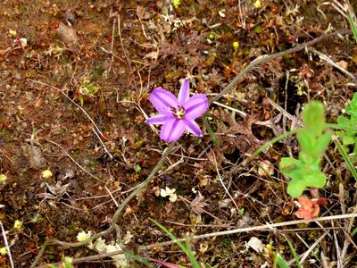 Thysanotus patersonii, photographed by Elspeth Swan