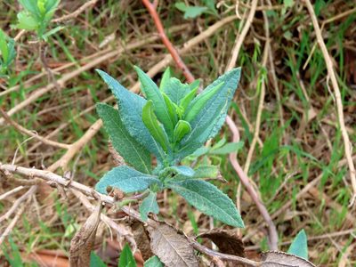 Senecio odoratus, photographed by Elspeth Swan