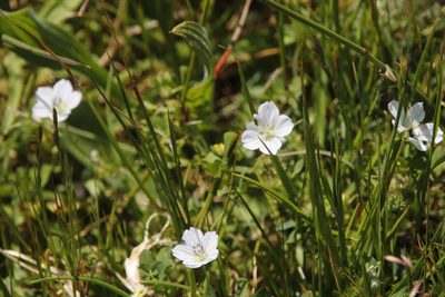 Geranium incanum, photographed by Tony Rebelo