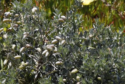 Podalyria sericea, photographed by Tony Rebelo