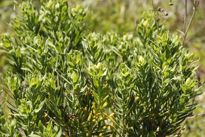 Orphium frutescens, photographed by Tony Rebelo