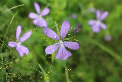 Viola cornuta, photographed by Bastien Alegot