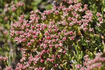 Ruschia macowanii, photographed by Tony Rebelo