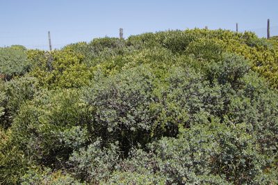Olea exasperata, photographed by Tony Rebelo