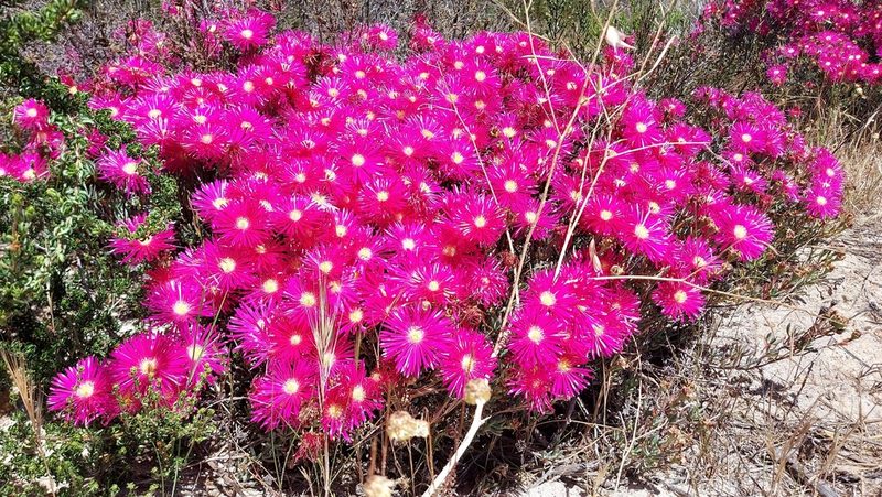 Lampranthus tenuifolius, photographed by Jacques van der Merwe