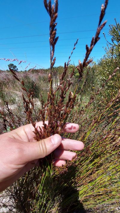 Restio praeacutus, photographed by Jacques van der Merwe
