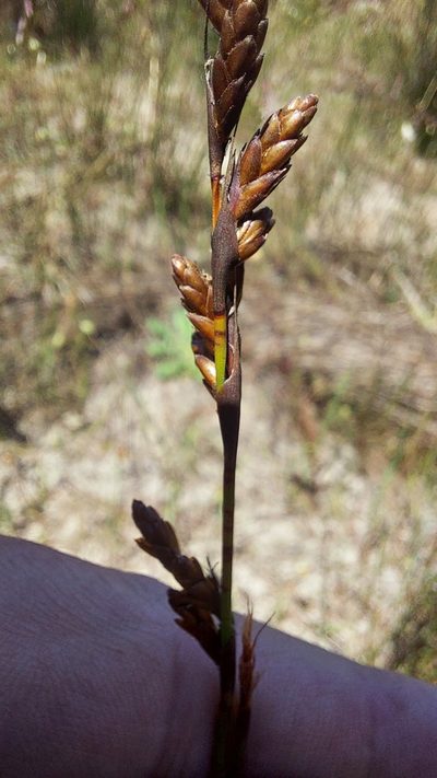 Restio praeacutus, photographed by Jacques van der Merwe