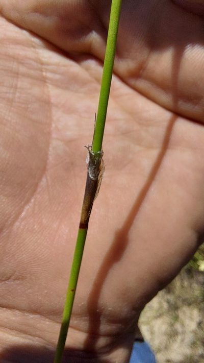 Restio praeacutus, photographed by Jacques van der Merwe