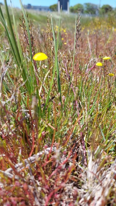 Cotula filifolia, photographed by Jacques van der Merwe