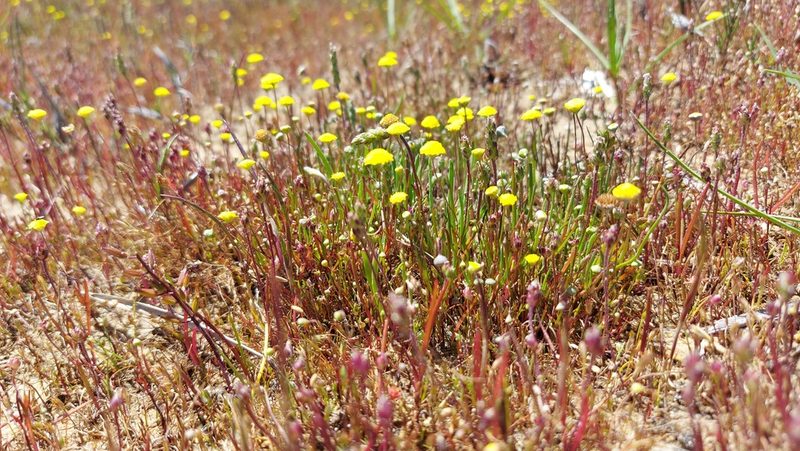 Cotula filifolia, photographed by Jacques van der Merwe