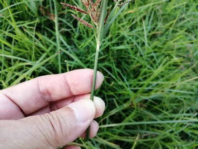 Cyperus rotundus, photographed by 五色鳥