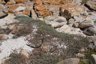 Chenolea diffusa, photographed by Tony Rebelo