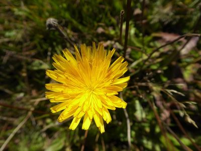 Leontodon hispidus, photographed by Michael Andresek