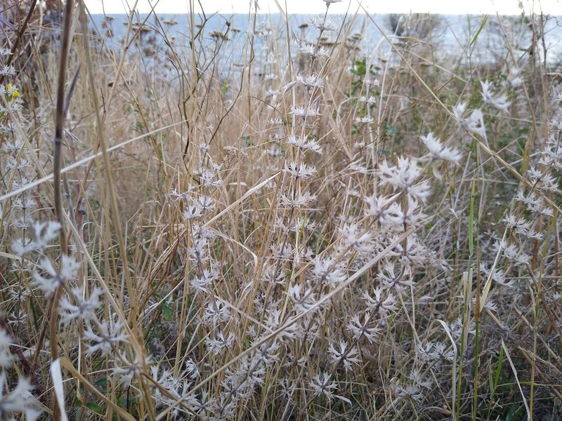 Sideritis montana, photographed by Anna Petrosyan