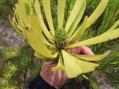 Leucadendron platyspermum, photographed by linkie