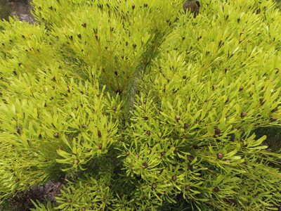 Leucadendron platyspermum, photographed by linkie