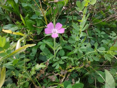 Agrostemma githago, photographed by Tim Johnson