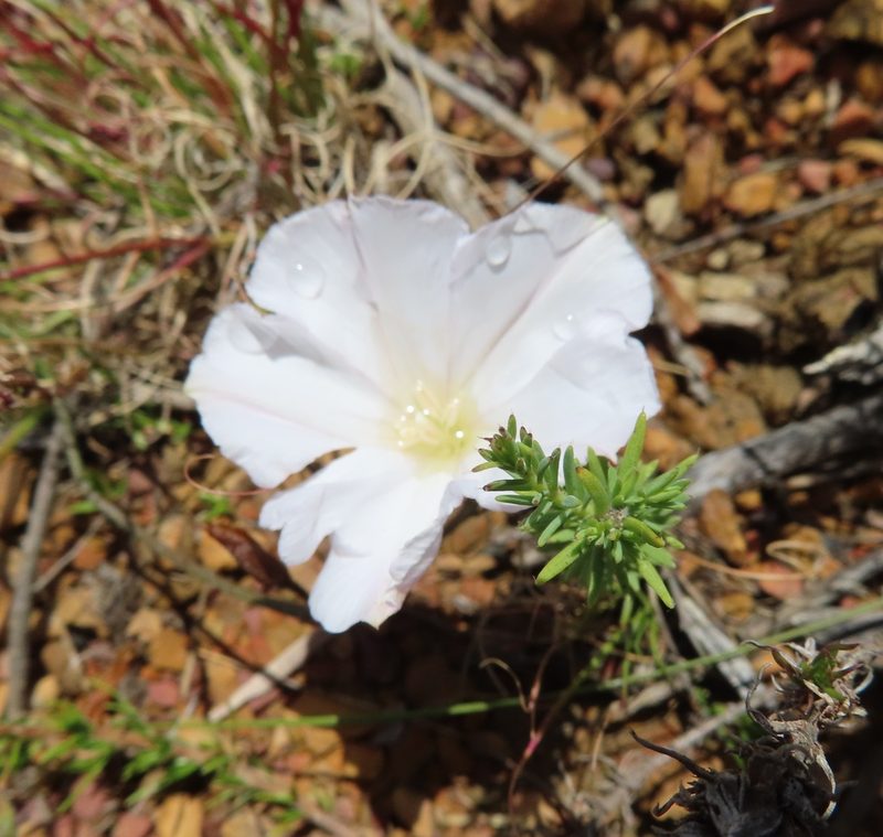 Convolvulus capensis, photographed by linkie