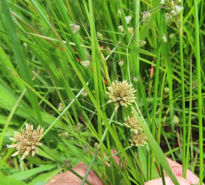 Isolepis prolifera, photographed by linkie
