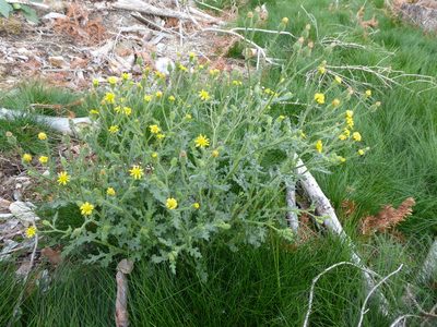 Senecio viscosus, photographed by Michael Andresek