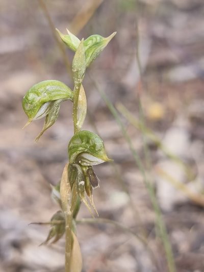 Pterostylis pusilla, photographed by Richard Dimon