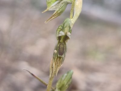 Pterostylis pusilla, photographed by Richard Dimon