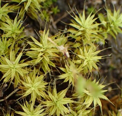 Pseudocrossidium crinitum, photographed by Nicola van Berkel