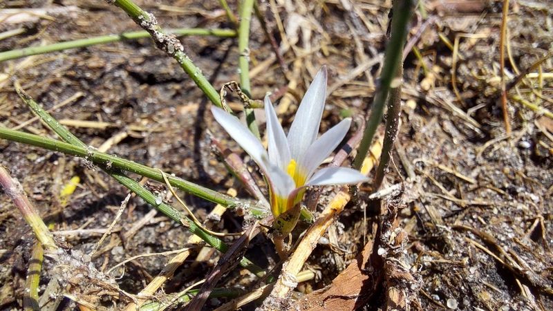 Romulea tabularis, photographed by Jacques van der Merwe