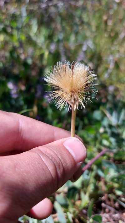 Othonna ciliata, photographed by Jacques van der Merwe