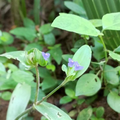 Cyanotis cristata, photographed by Paulmathi Vinod