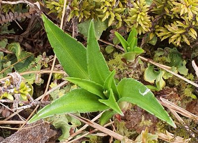 Dolichoglottis scorzoneroides, photographed by Katie Jenkins