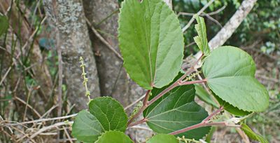 Trimeria grandifolia, photographed by Di Turner