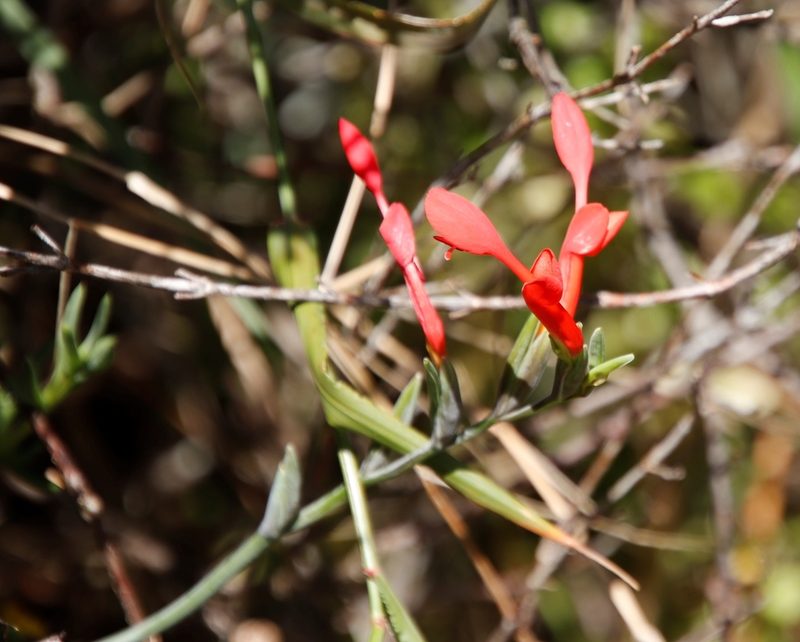 Gladiolus cunonius, photographed by Tony Rebelo