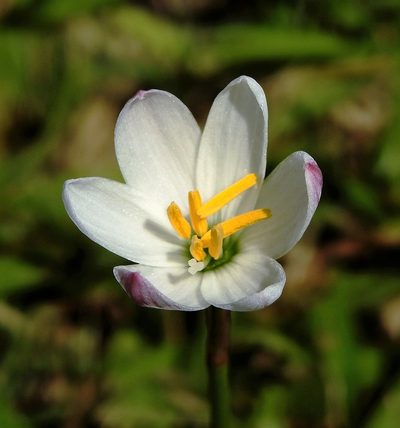 Zephyranthes minima, photographed by Hugo Hulsberg